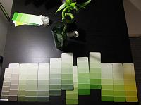 IMG_4893 Potential living room wall color swatches (and our plant)