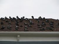 IMG_4245 Lots of pigeons on a building roof