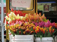 Tulips at the farmers market