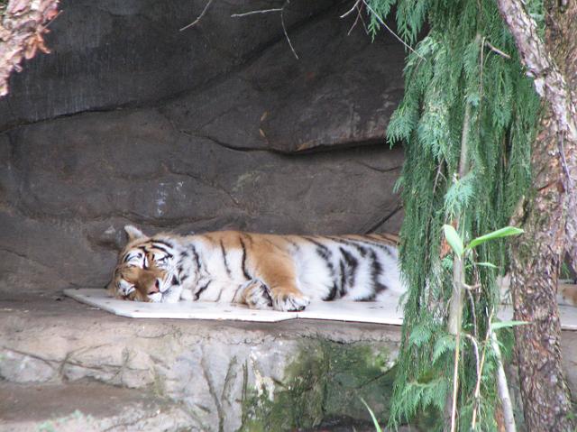 IMG_9505 Amur Tiger sleeping