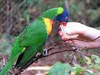 IMG_9493 Lorikeets would eat out of people's hands