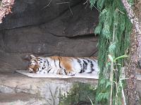 IMG_9505 Amur Tiger sleeping