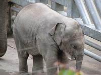 IMG_9549 Baby elephant