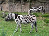 IMG_9566 Zebras
