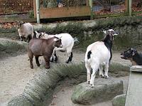 IMG_9585 Little goats