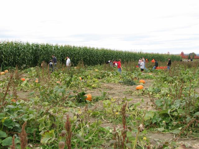 IMG_4156 Pumpkin patch and corn field