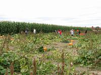IMG_4156 Pumpkin patch and corn field