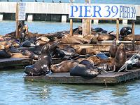 IMG_8119 Sea lions at Pier 39