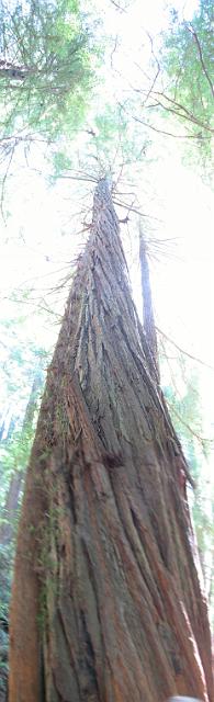 STITCH_7890 Really tall redwood trees