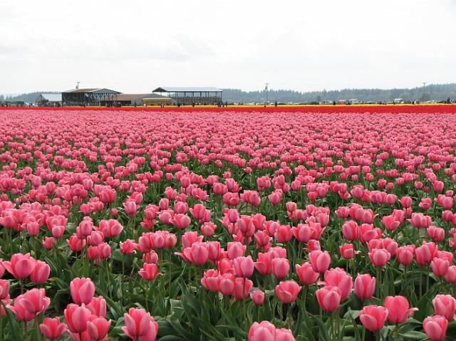 IMG_1414 Bright pink tulips