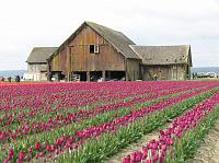 IMG_1217 Purple tulips in front of an old barn