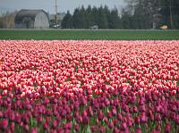 IMG_1219 Tons and tons of tulips