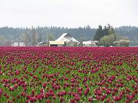 IMG_1223 Field of purple tulips