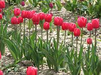 IMG_1238 Tall pink tulips