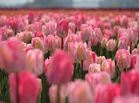 IMG_1284 Pink tulips