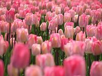 thousands of colorful tulips