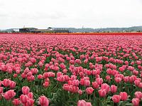 IMG_1414 Bright pink tulips