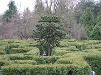 DSCF5639 Maze at the VanDusen Botanical Garden