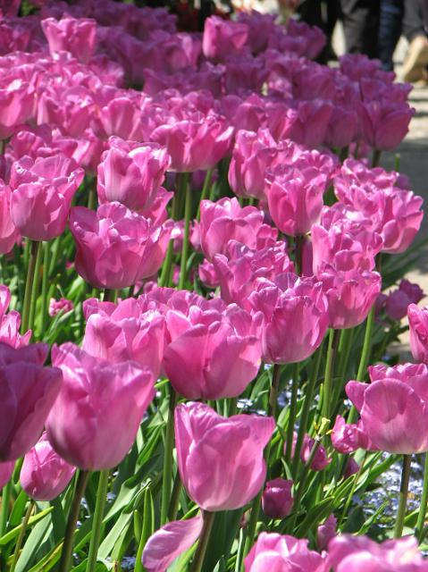 IMG_5282 More tulips