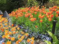 IMG_0920 Orange tulips