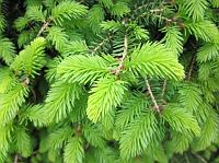 IMG_0930 Newly grown pine tree needles