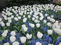 IMG_0992 Cool white tulips amid blue flowers