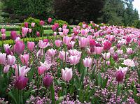 IMG_5464 Beautiful shades of tulips