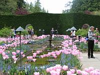 IMG_5469 Pink tulips around a fountain in the Italian garden