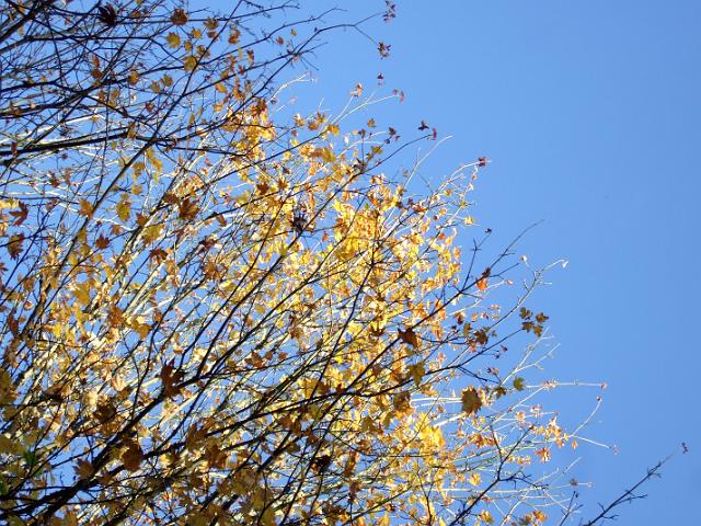DSCF2607 Yellow leaves and blue sky