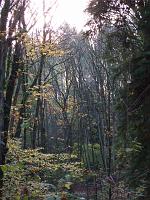 trees at Interlaken Park