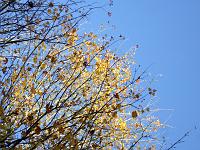 DSCF2607 Yellow leaves and blue sky