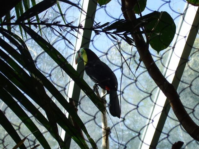 DSCF0415 A type of toucan.