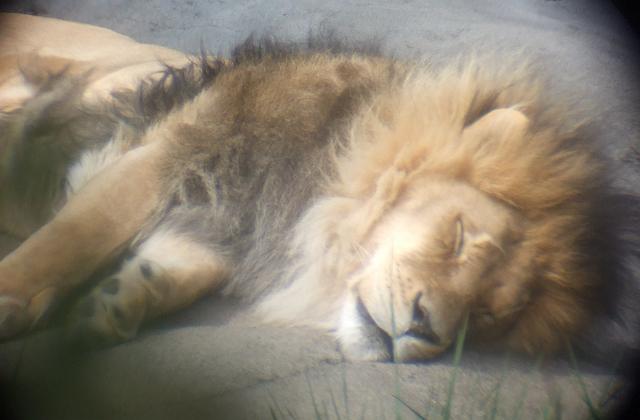 DSCF0435 Sleeping lion through one of the viewing telescopes