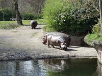 DSCF0428 Hippos!