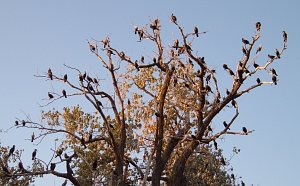 feces filled birds