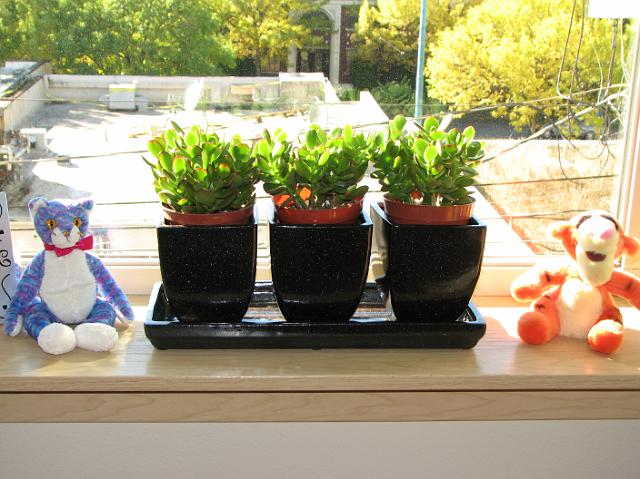 IMG_8908 Our new jade plants in some sparkly black flower pots