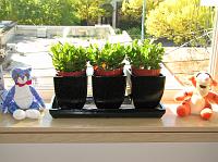 IMG_8908 Our new jade plants in some sparkly black flower pots