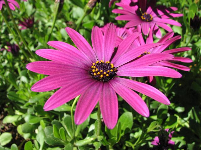 IMG_5770 Fuchsia colored daisy