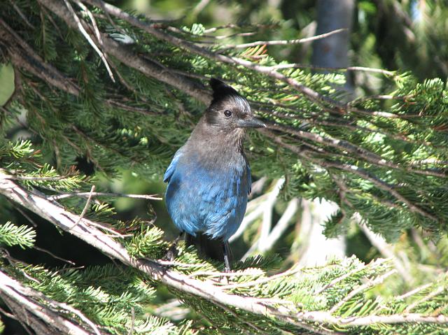 IMG_2603 We saw this guy near Reflection Lake