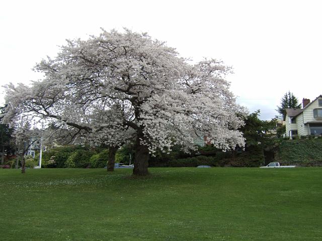 DSCF0488 Flowery tree near the lake