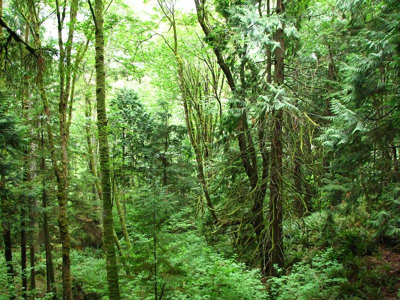IMG_4102 Despite the lack of rain, the forest was still very green