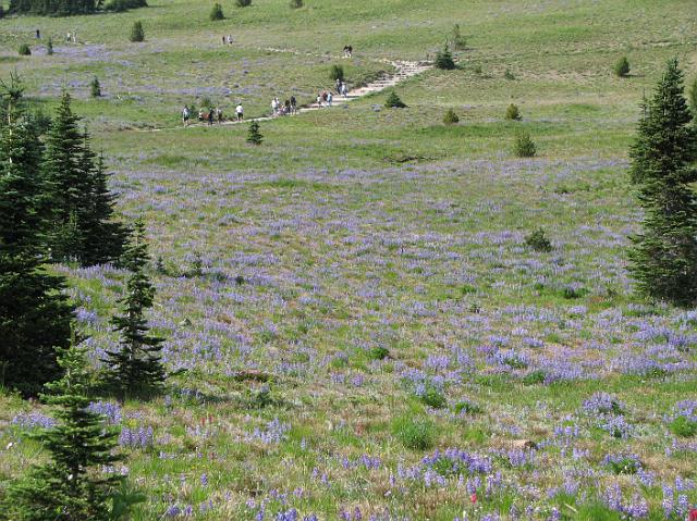 IMG_3440 Wild flowers