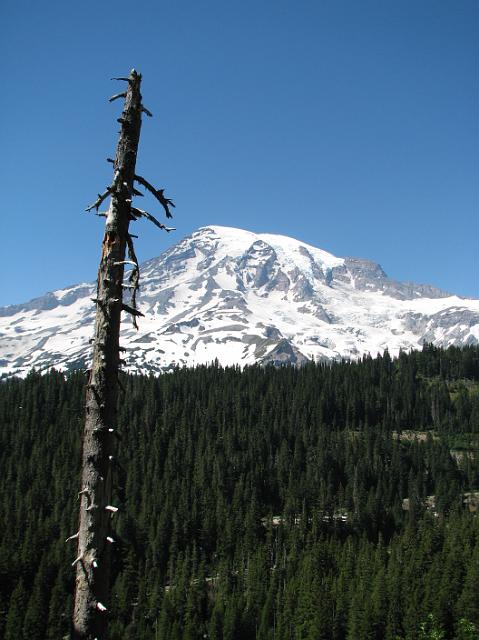 IMG_6943 The occasional dead trees really stood out