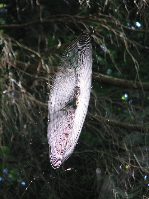 IMG_4528 There were a lot of spider webs near Golden Gardens