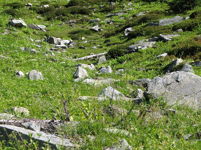 IMG_8481 More rocks and meadow