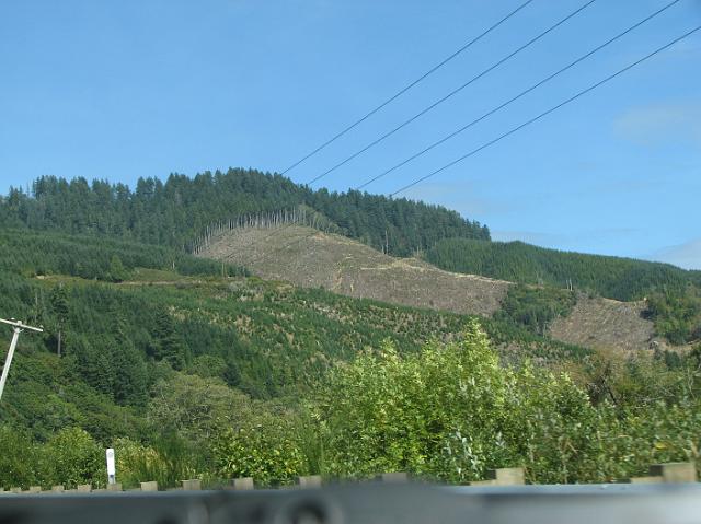 IMG_3826 We saw many gashes of missing trees cut out of the forest