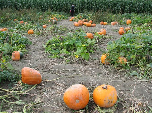 IMG_4161 Lots of pumpkins everywhere