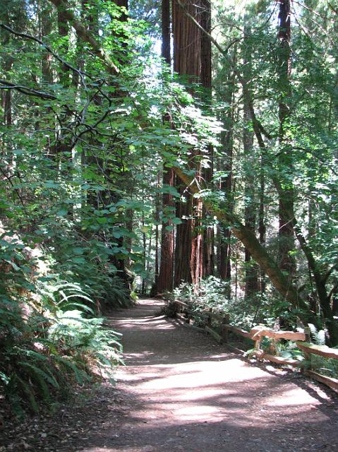 IMG_7912 Lots of trees