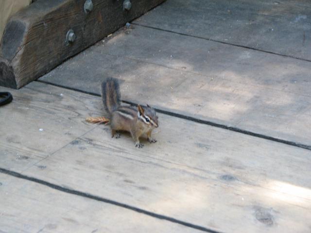 IMG_7937 A chipmunk