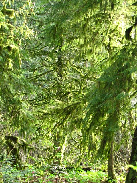 IMG_5100 Weird looking moss covered trees.